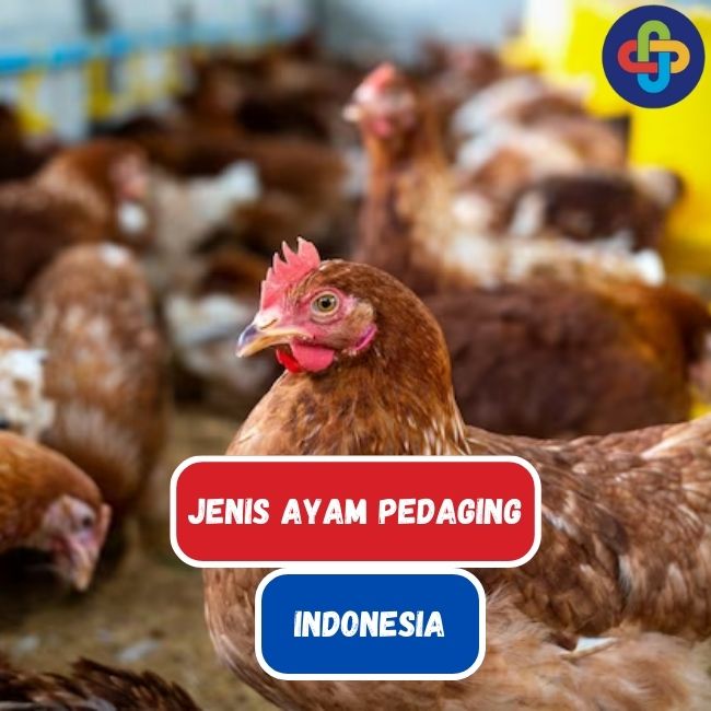 8 Jenis Ayam Pedaging di Indonesia, Nomor 1 Paling Banyak di Pasaran